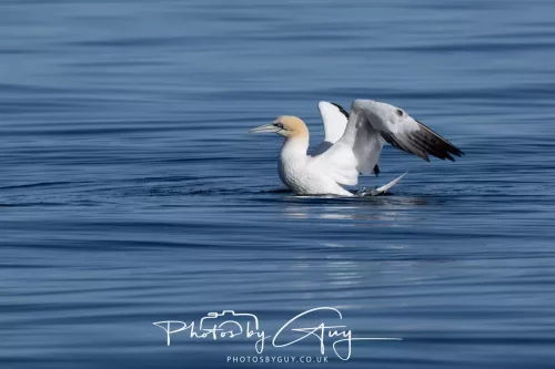 30 April 2026 Lamlash Bay, Clauchlands Point, & Kingscross - Gannet