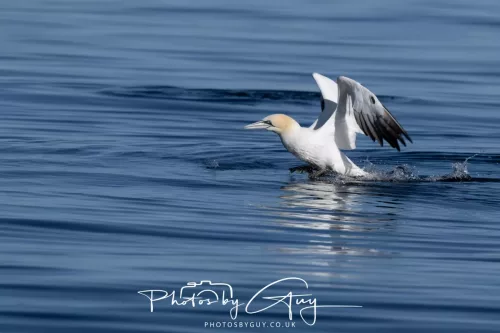 30 April 2026 Lamlash Bay, Clauchlands Point, & Kingscross - Gannet