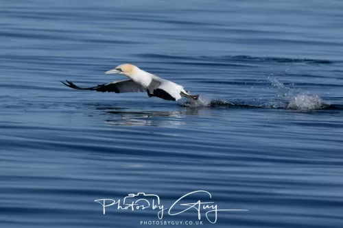 30 April 2026 Lamlash Bay, Clauchlands Point, & Kingscross - Gannet