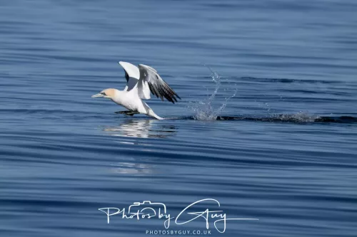 30 April 2026 Lamlash Bay, Clauchlands Point, & Kingscross - Gannet