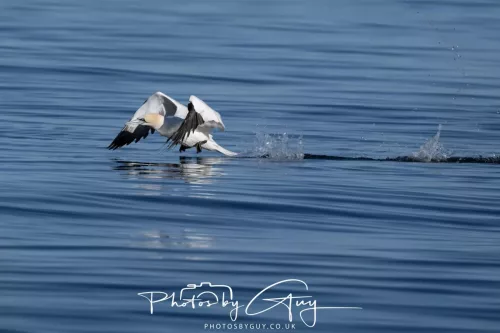 30 April 2026 Lamlash Bay, Clauchlands Point, & Kingscross - Gannet