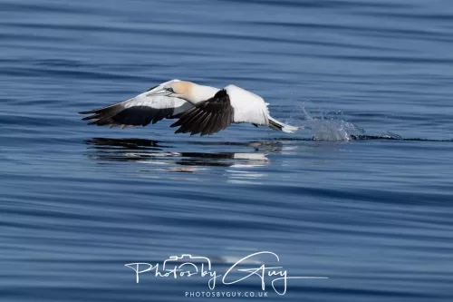 30 April 2026 Lamlash Bay, Clauchlands Point, & Kingscross - Gannet