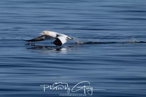 30 April 2026 Lamlash Bay, Clauchlands Point, & Kingscross - Gannet