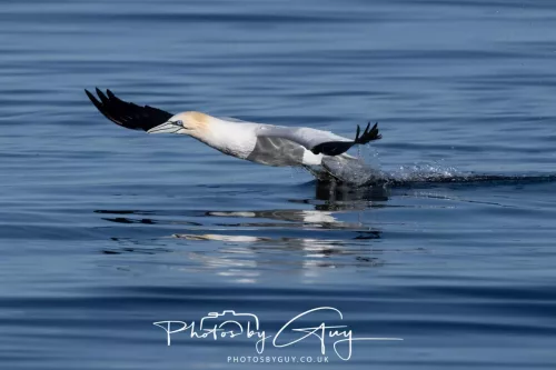 30 April 2026 Lamlash Bay, Clauchlands Point, & Kingscross - Gannet