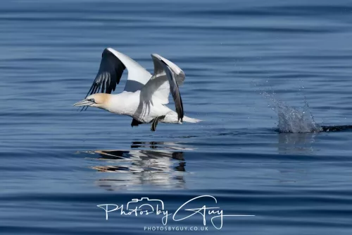 30 April 2026 Lamlash Bay, Clauchlands Point, & Kingscross - Gannet