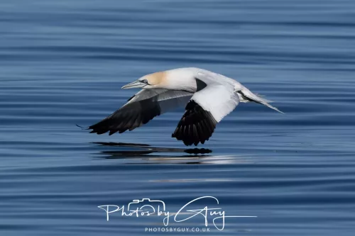 30 April 2026 Lamlash Bay, Clauchlands Point, & Kingscross - Gannet