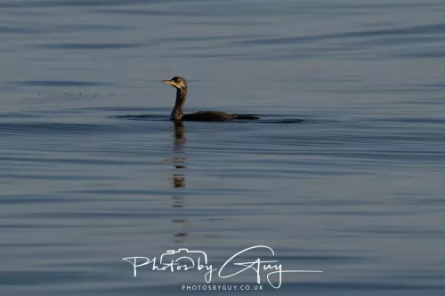 30 April 2026 Lamlash Bay, Clauchlands Point, & Kingscross - Cormorant