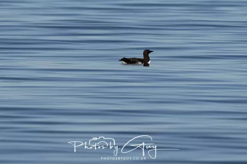 30 April 2026 Lamlash Bay, Clauchlands Point, & Kingscross - Guillimot 