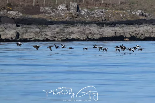30 April 2026 Lamlash Bay, Clauchlands Point, & Kingscross - Flock of Eider