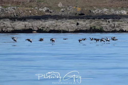 30 April 2026 Lamlash Bay, Clauchlands Point, & Kingscross - Flock of Eider