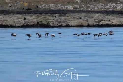 30 April 2026 Lamlash Bay, Clauchlands Point, & Kingscross - Flock of Eider