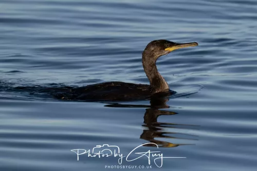 30 April 2026 Lamlash Bay, Clauchlands Point, & Kingscross - Cormorant