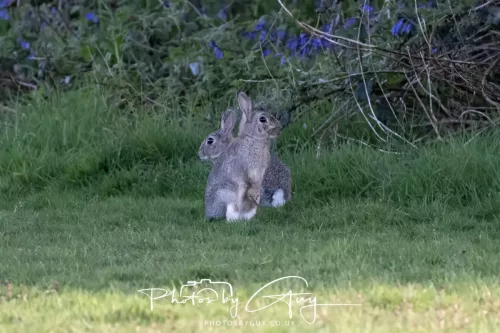 30 April 2026 Lamlash Bay, Clauchlands Point, & Kingscross - Wild Rabbit