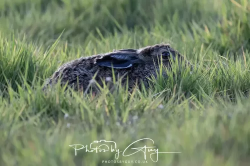 30 April 2026 Lamlash Bay, Clauchlands Point, & Kingscross - Hare