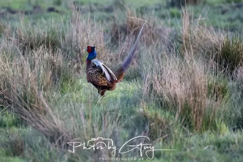 30 April 2026 Lamlash Bay, Clauchlands Point, & Kingscross - Pheasant