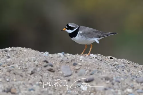 01 May2026 Brodick, Isle of Arran - Ringed Plover
