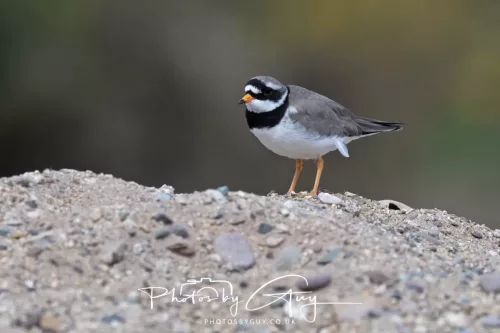 01 May2026 Brodick, Isle of Arran - Ringed Plover