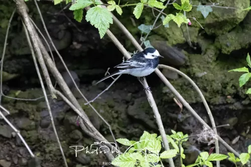 01 May2026 Brodick, Isle of Arran - White Wagtail