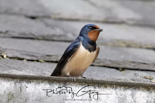 01 May2026 Brodick, Isle of Arran - Swallow