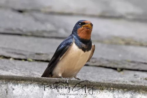 01 May2026 Brodick, Isle of Arran - Swallow