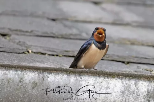 01 May2026 Brodick, Isle of Arran - Swallow