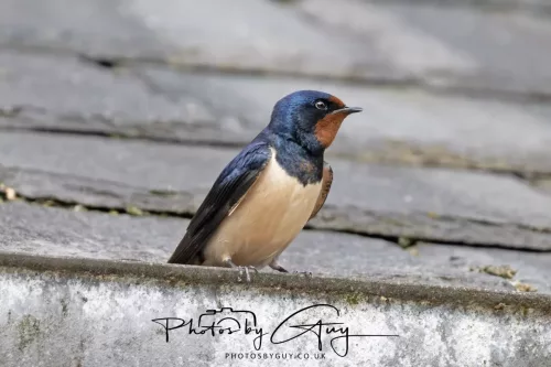 01 May2026 Brodick, Isle of Arran - Swallow