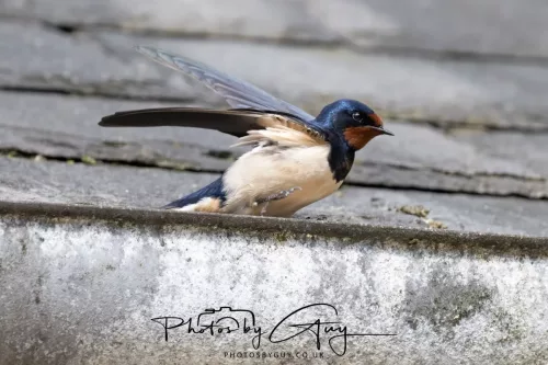 01 May2026 Brodick, Isle of Arran - Swallow