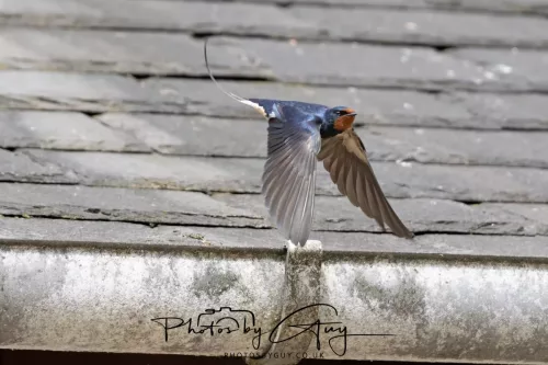 01 May2026 Brodick, Isle of Arran - Swallow
