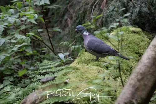 01 May2026 Brodick, Isle of Arran - Wood Pigeon