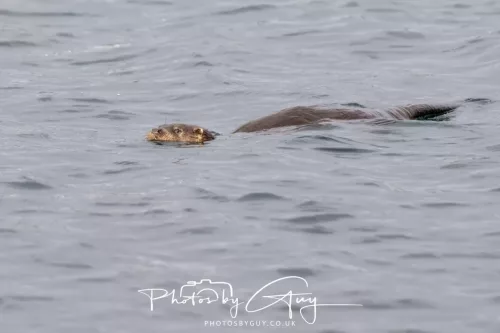 01 May2026 Kingscross, Isle of Arran - Otter