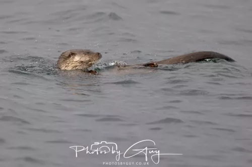 01 May2026 Kingscross, Isle of Arran - Otter