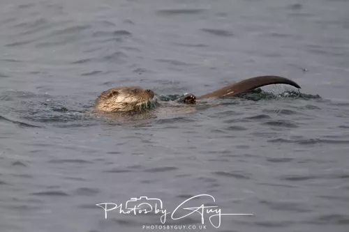 01 May2026 Kingscross, Isle of Arran - Otter