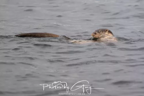 01 May2026 Kingscross, Isle of Arran - Otter