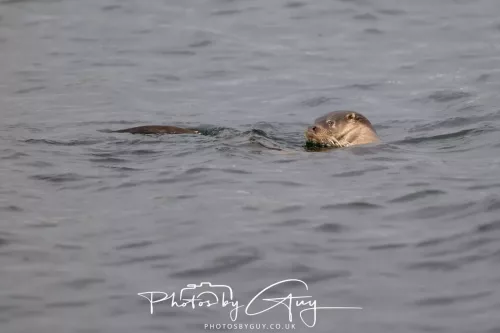 01 May2026 Kingscross, Isle of Arran - Otter