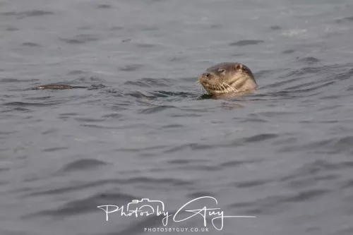 01 May2026 Kingscross, Isle of Arran - Otter