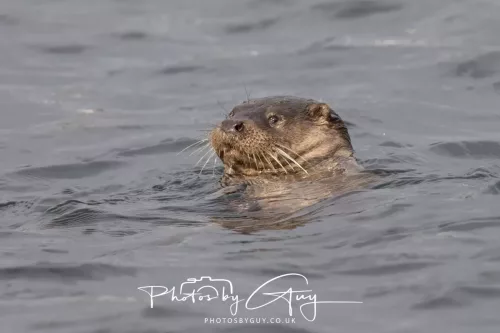 01 May2026 Kingscross, Isle of Arran - Otter