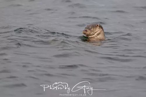 01 May2026 Kingscross, Isle of Arran - Otter