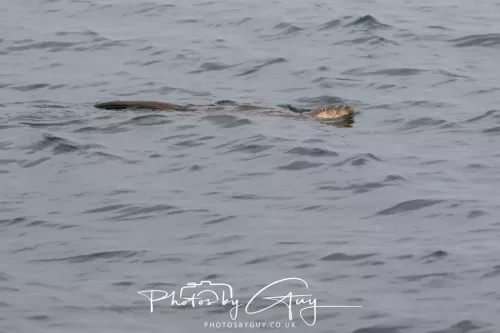 01 May2026 Kingscross, Isle of Arran - Otter