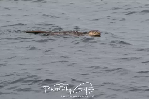 01 May2026 Kingscross, Isle of Arran - Otter