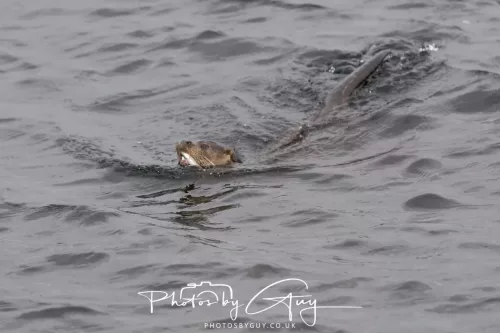 01 May2026 Kingscross, Isle of Arran - Otter