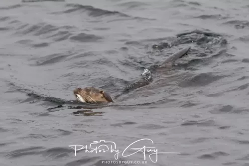 01 May2026 Kingscross, Isle of Arran - Otter