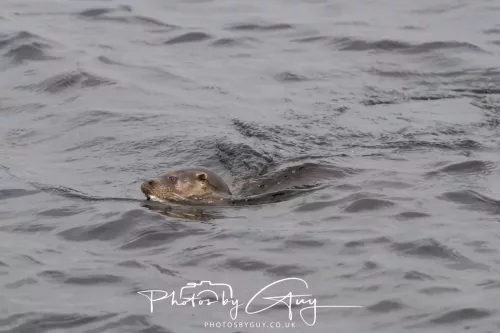 01 May2026 Kingscross, Isle of Arran - Otter