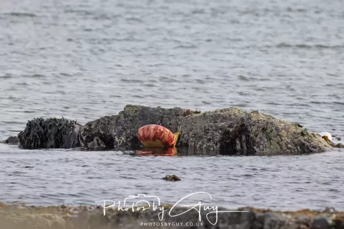 01 May2026 Kingscross, Isle of Arran - 