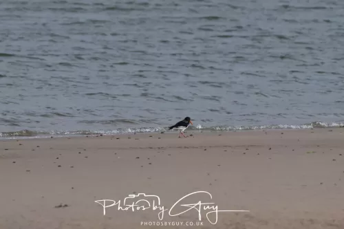 01 May2026 Kingscross, Isle of Arran - Oyster Catcher