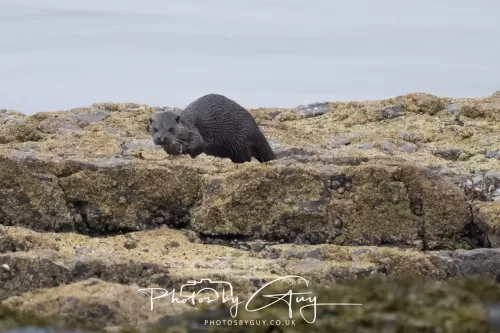 02 May 2026 - Kingscross, Isle of Arran - Otter in the early morning light