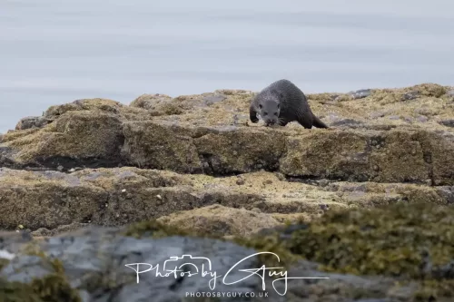 02 May 2026 - Kingscross, Isle of Arran - Otter in the early morning light