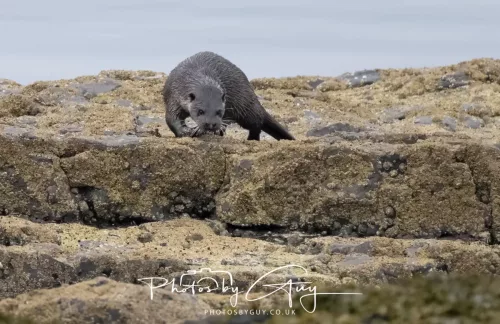 02 May 2026 - Kingscross, Isle of Arran - Otter in the early morning light