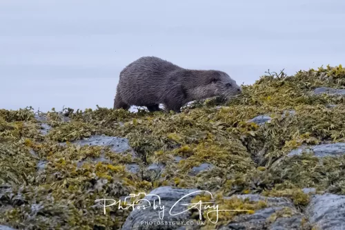 02 May 2026 - Kingscross, Isle of Arran - Otter in the early morning light