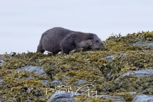 02 May 2026 - Kingscross, Isle of Arran - Otter in the early morning light