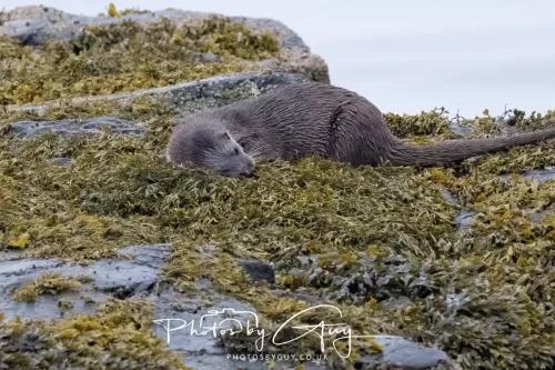 02 May 2026 - Kingscross, Isle of Arran - Otter in the early morning light